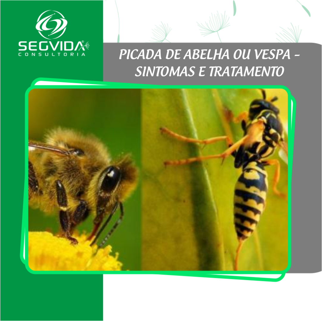 Uma única picada de abelha pode ser capaz de matar um ser humano, diz  veterinário